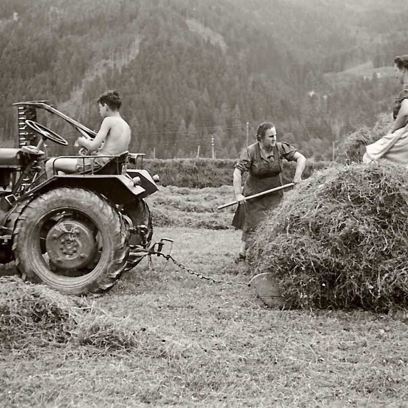 Heuernte am Breitlehengut, 1955
